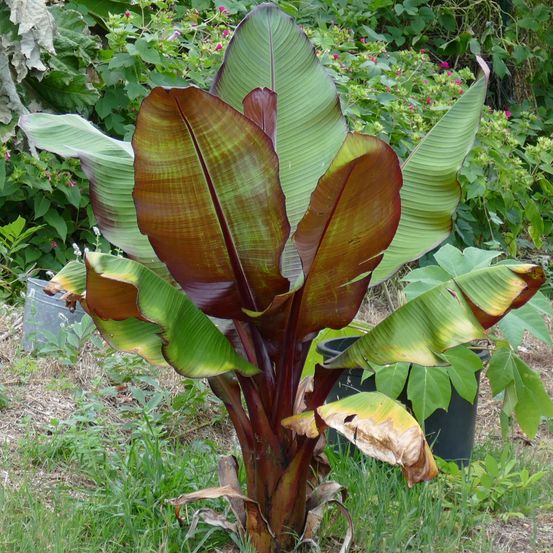 Bananier d'abyssinie 'maurelii' pot de 7,5l/10l