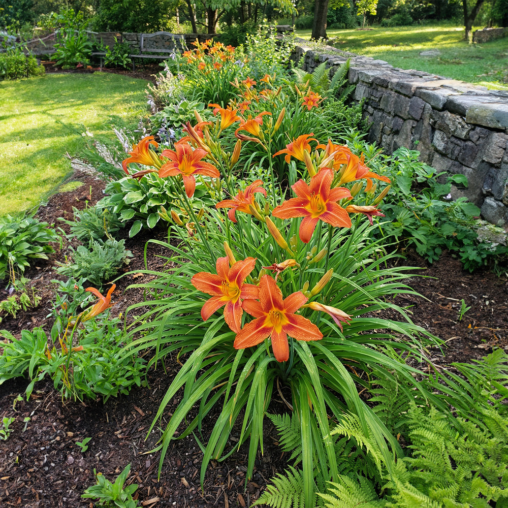 Lot de 3 - hemerocallis sammy russell - hémérocalle - h. 10-20 cm