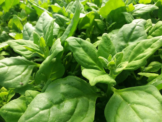 20 graines de tétragone cornue - semisauvage permaculture