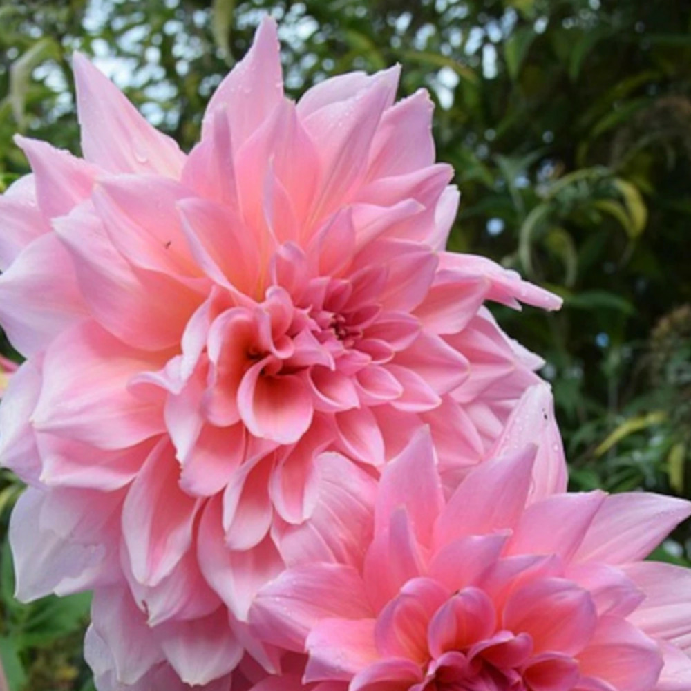 Bulbe de dahlia décoratif poésie sachet de 1 bulbe