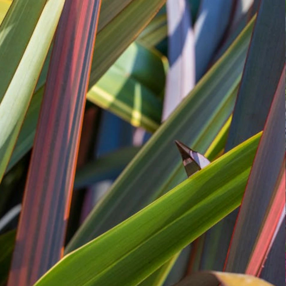 Lin de nouvelle-zélande wings of gold, phormium pot de 4l - 20/40 cm
