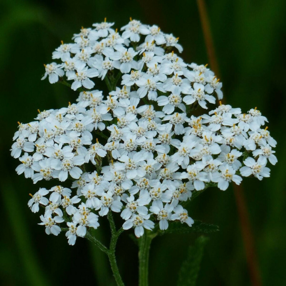 Achillée noble lot de 5 godets