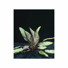 Plante aquatique : Cryptocoryne Undulatus Red en pot