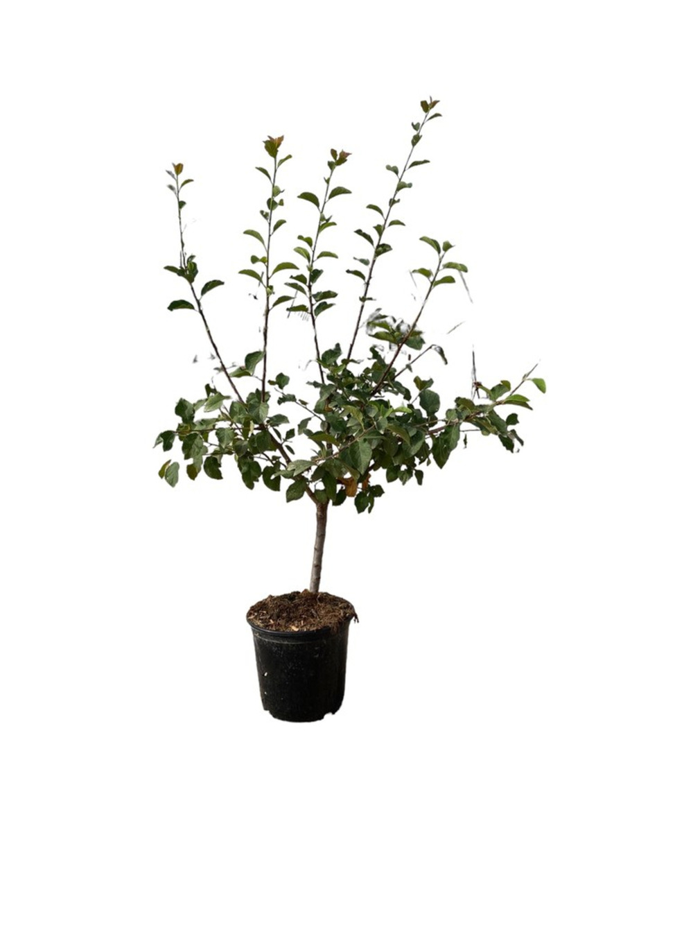 Pommier nain 80/100 cm