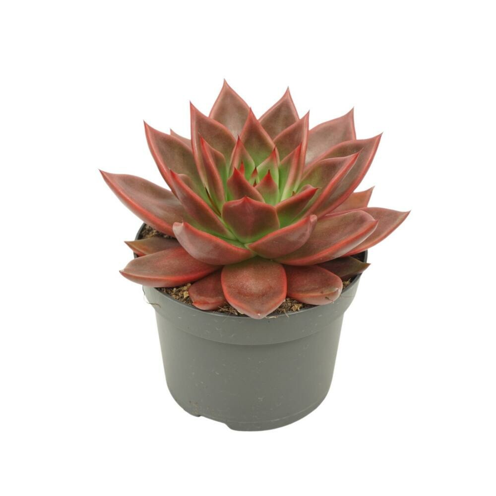 Echeveria agavoides antaris rosette rouge succulente facile d'entretien pot 12cm