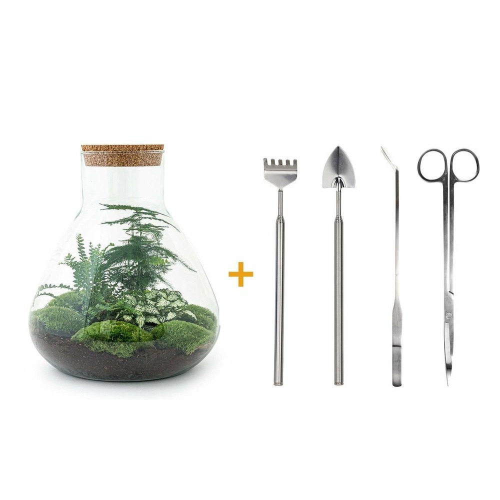 Kit terrarium diy - samos sans led asparagus + fittonia + lierre - pelle + rateau + pince + ciseau