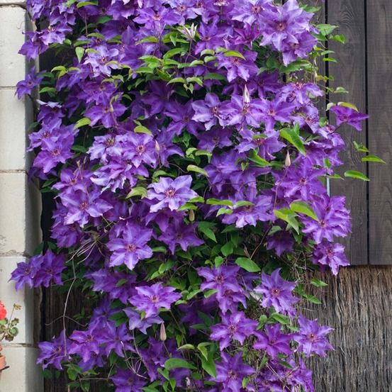 Clematis 'the president' - clématite violette - plantes grimpantes - 50-70 cm de haut - pot 15 cm