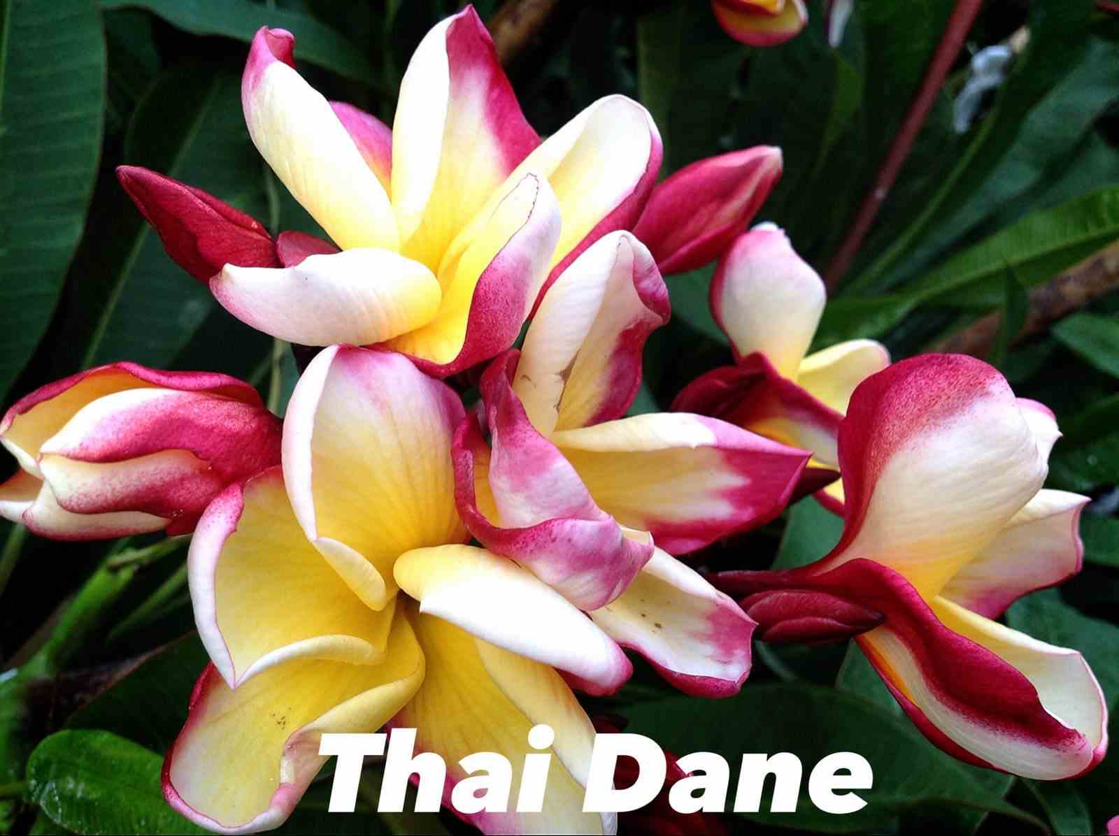 Plumeria rubra "thai dane" (frangipanier) taille pot de 2 litres ? 20/30 cm -   tricolor