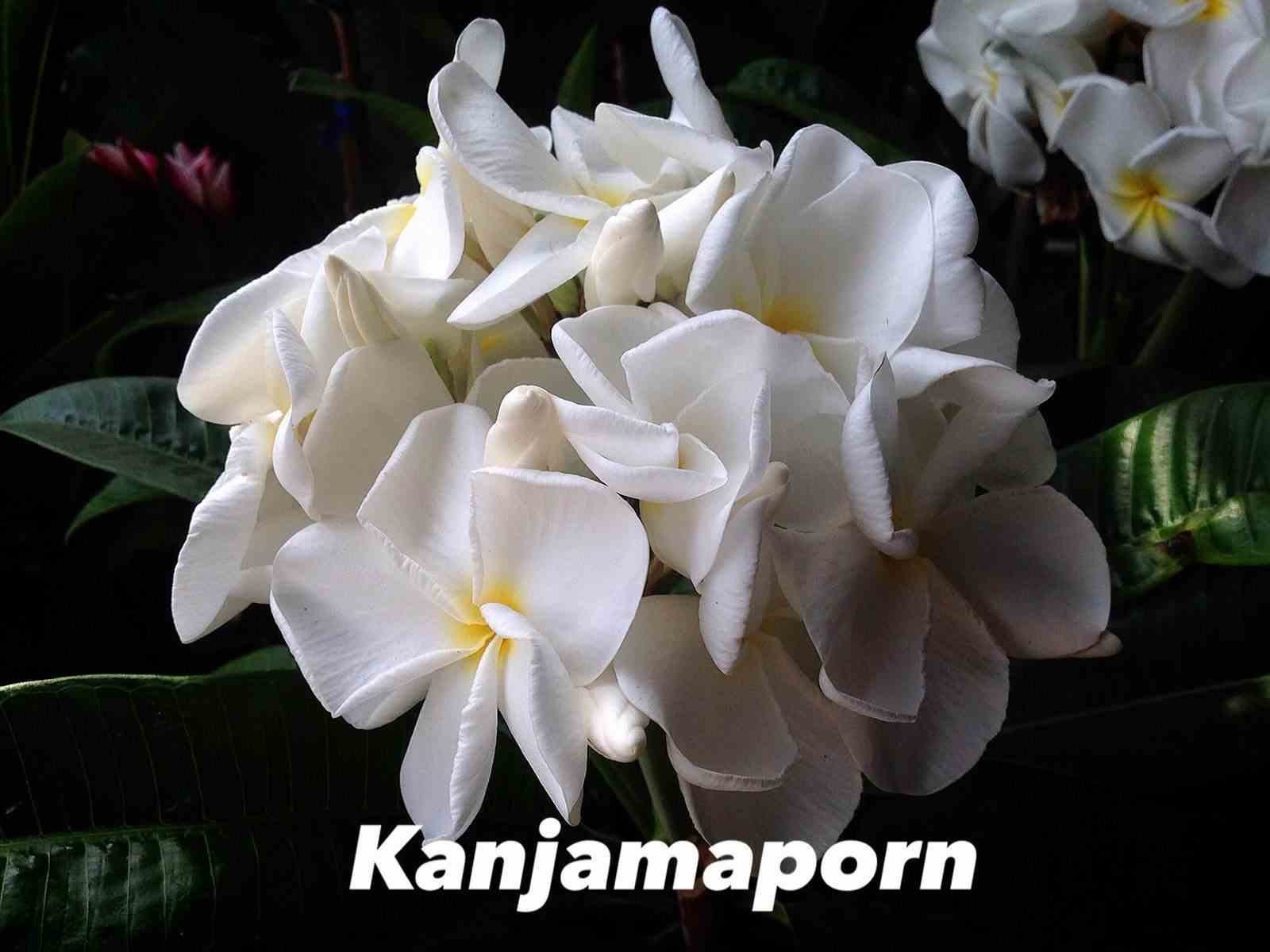 Plumeria rubra "kanjamaporn" (frangipanier)   blanc - taille pot de 2 litres ? 20/30 cm