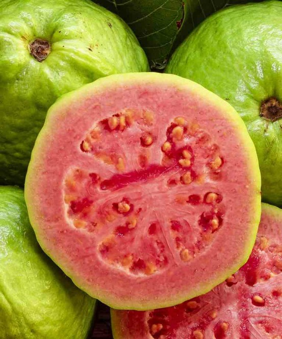Goyave : psidium guajava