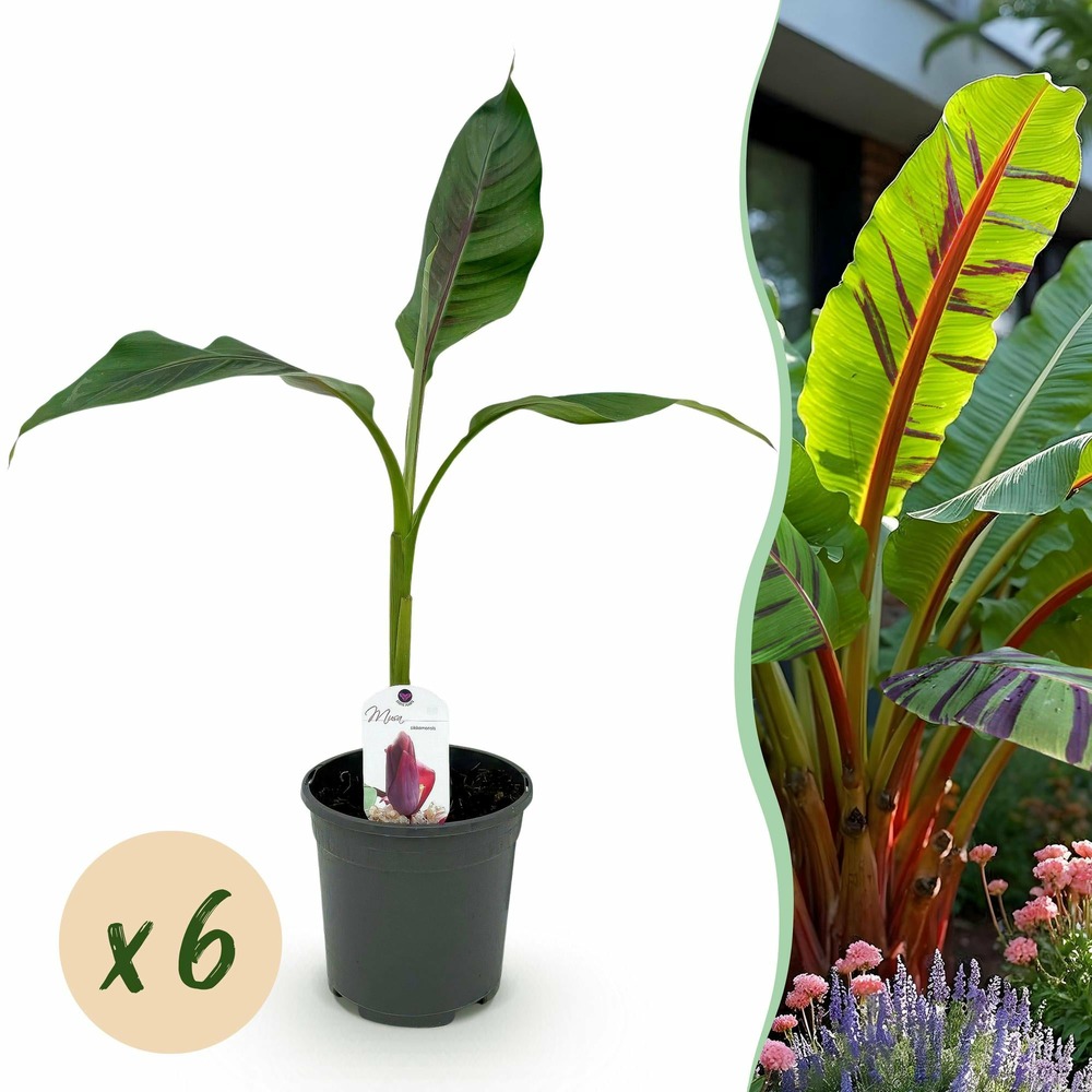 Musa sikkimensis red tiger – lot de 6 – pot 17 cm