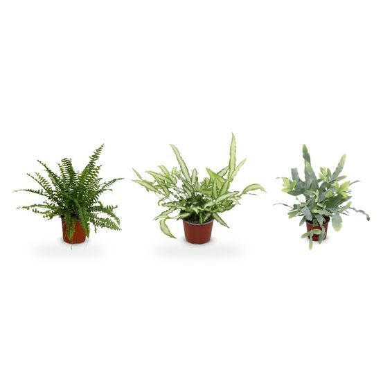Trio fougères sous-bois — nephrolepis exaltata green lady, phlebodium aureum blue star & pteris cretica albolineata