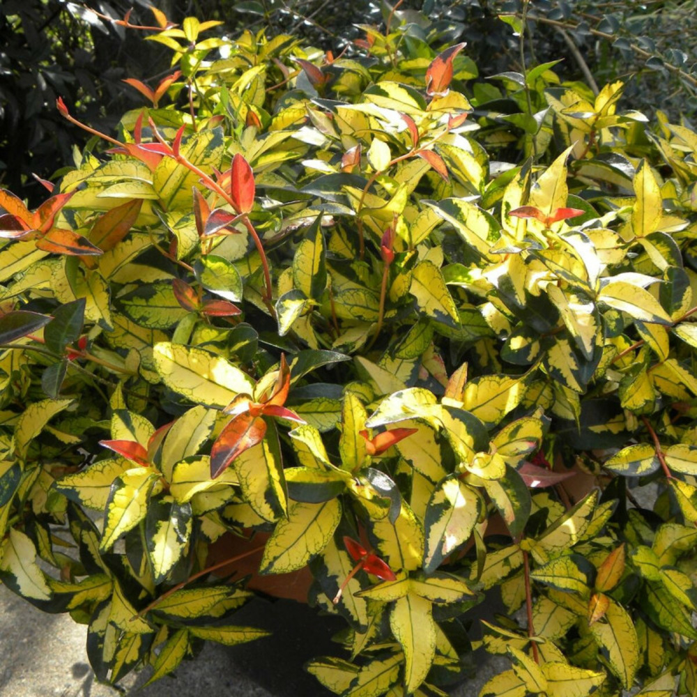 Jasmin étoilé summer sunset pot de 1,5l - tuteur bambou 30/60 cm