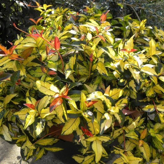 Jasmin étoilé summer sunset pot de 1,5l - tuteur bambou 30/60 cm