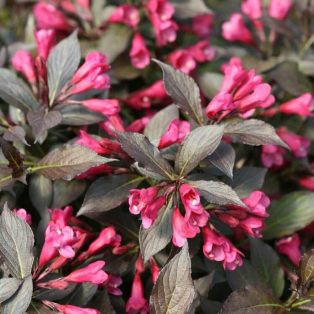 Weigela florida minor black - weigela florida minor black 40/50 cm pot 3l