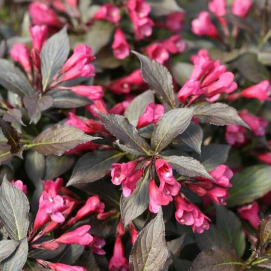 Weigela florida minor black - weigela florida minor black 40/50 cm pot 3l