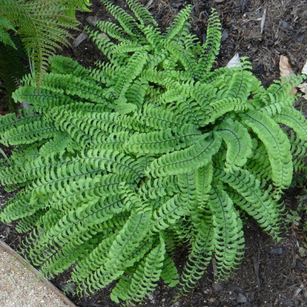 Adiante du canada pedatum godet - 5/20 cm