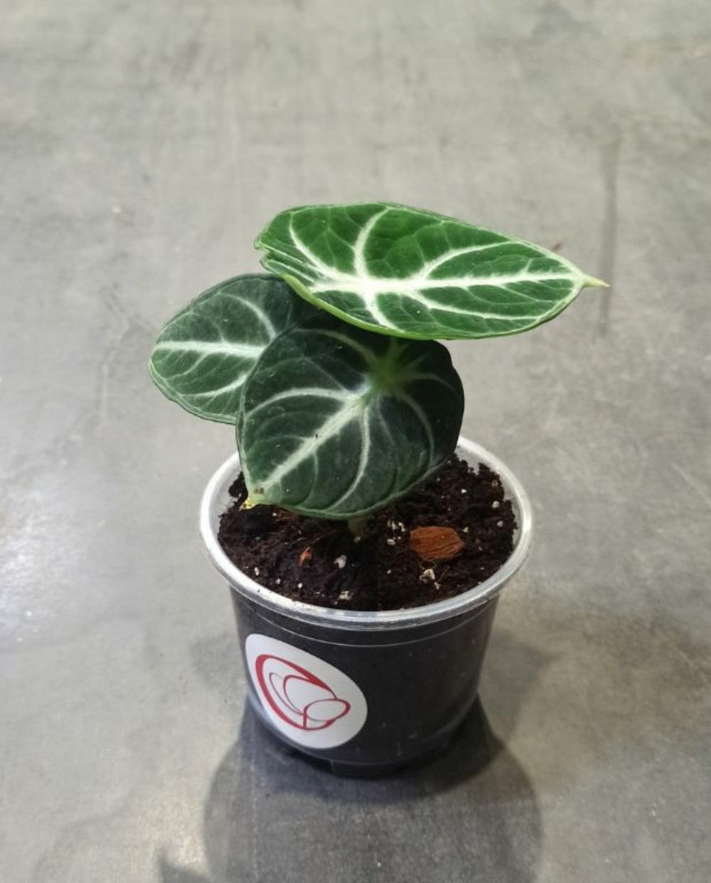 Alocasia black ninja - oreilles d'éléphant - d. 9cm h. 10cm - plante d'intérieur