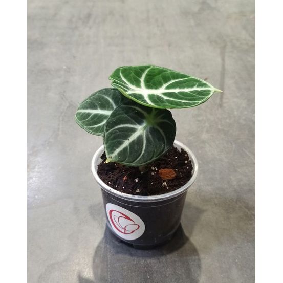 Alocasia black ninja - oreilles d'éléphant - d. 9cm h. 10cm - plante d'intérieur
