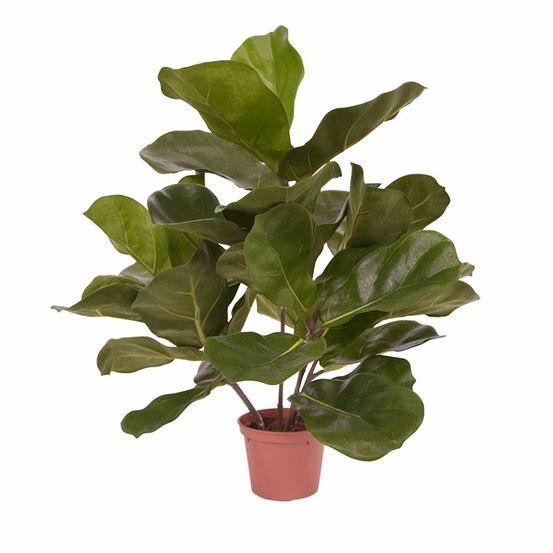 Royal lyrata plante artificielle de 45 cm