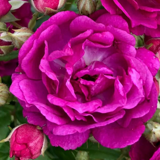 Rosier grimpant violet purple siluetta en pot