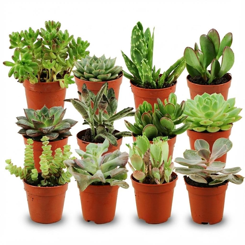 Mini plantes grasses - lot de 12 - ø5,5cm - ↕10cm - plante d’intérieur