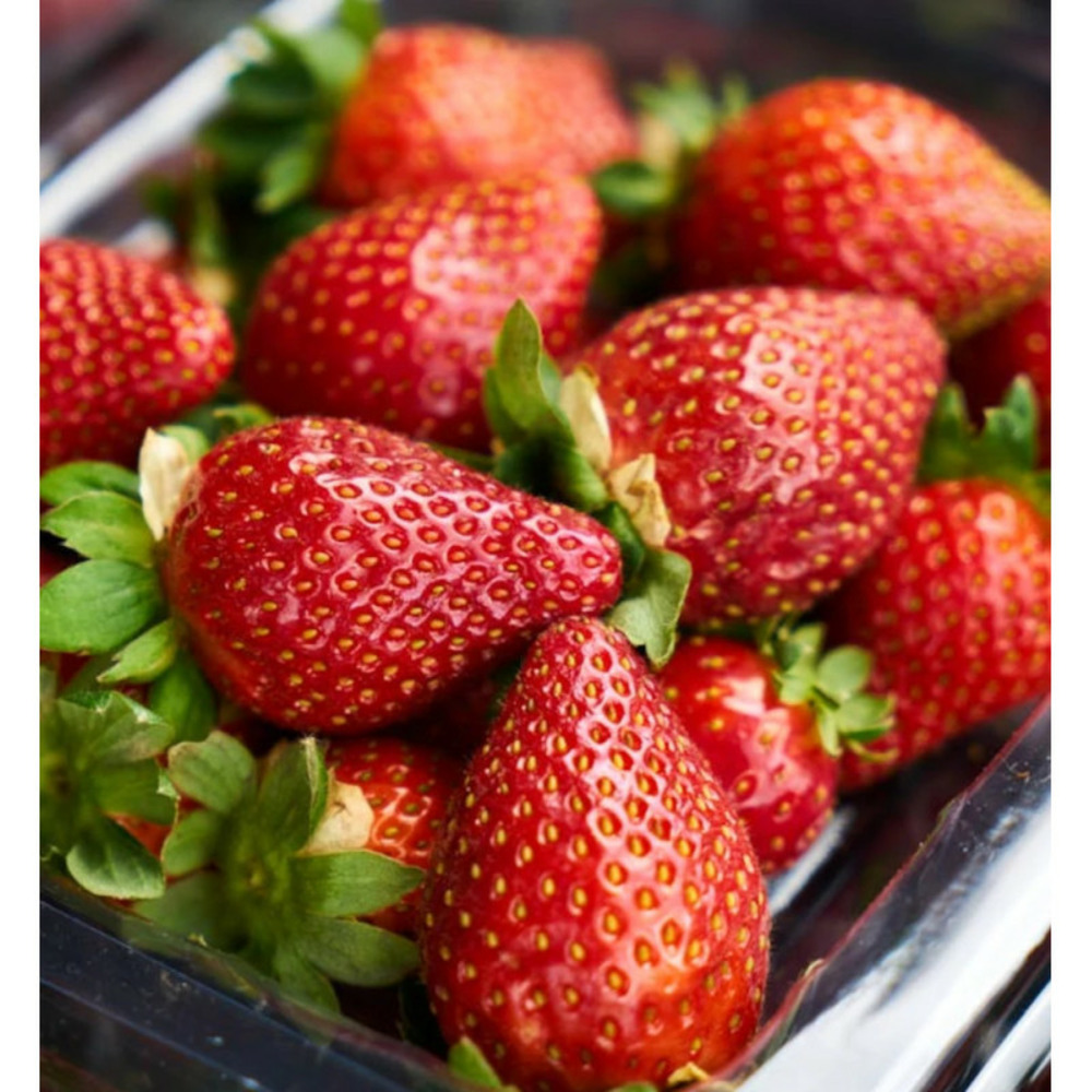 Plant de fraisier rubis des jardins® barquette de 6 godets