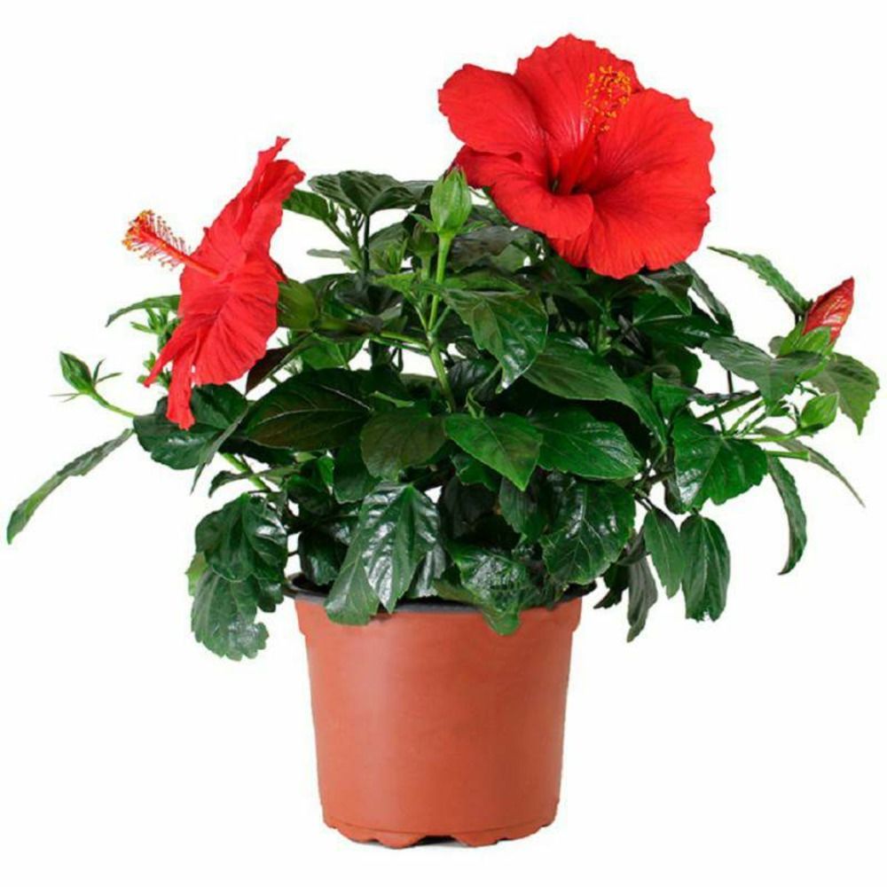 Hibiscus en pot / hauteur livrée-40/50 cm