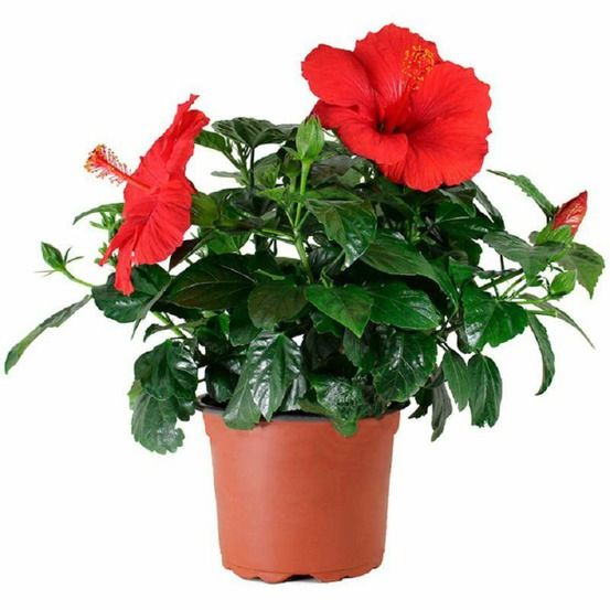 Hibiscus en pot / hauteur livrée-40/50 cm
