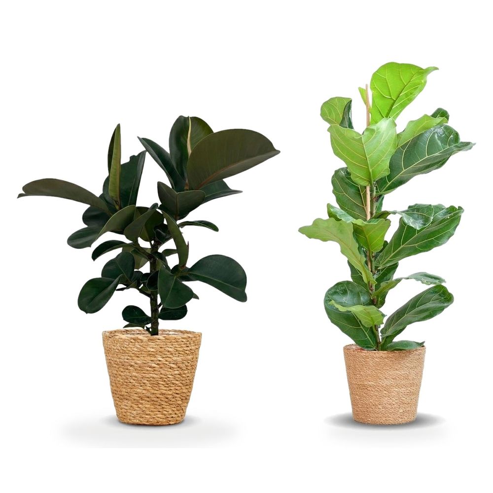 Duo ficus statement — lyrata & elastica cloe