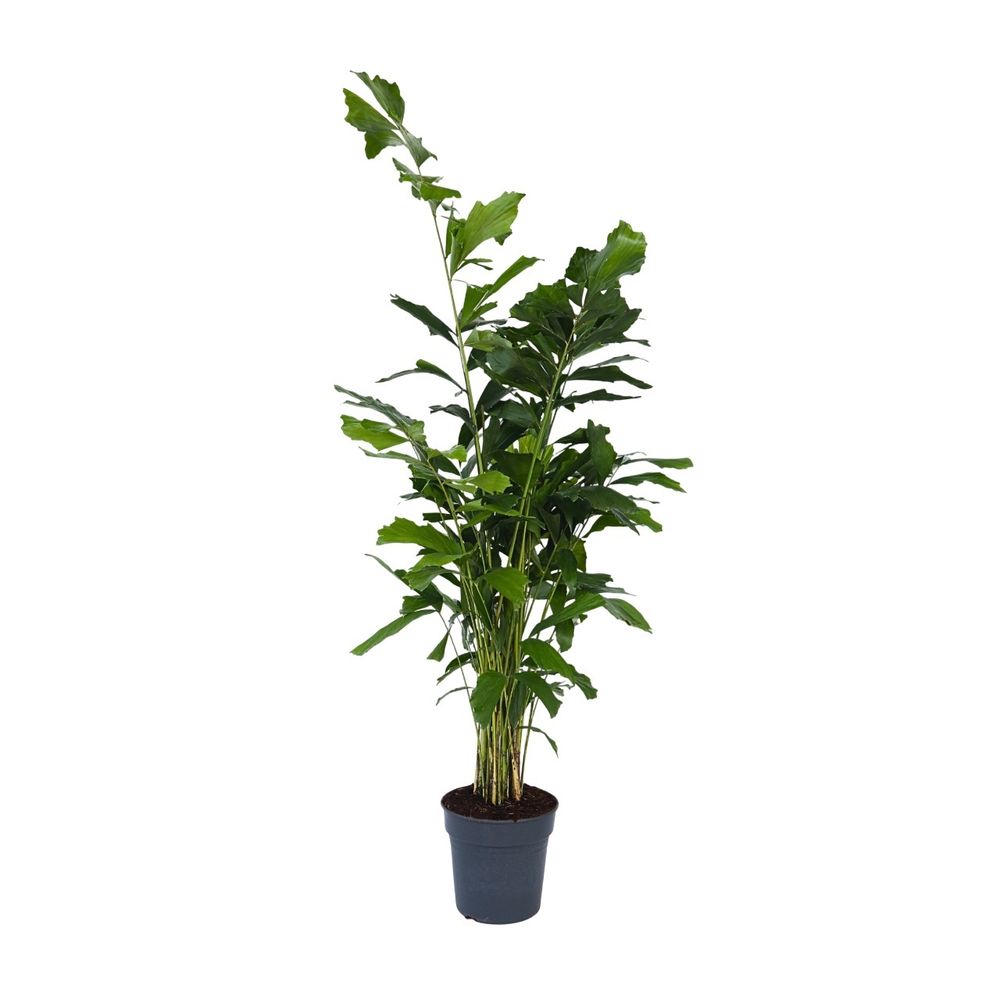 Palmier fishtail - caryota mitis - hauteur 120-130cm - ⌀27cm