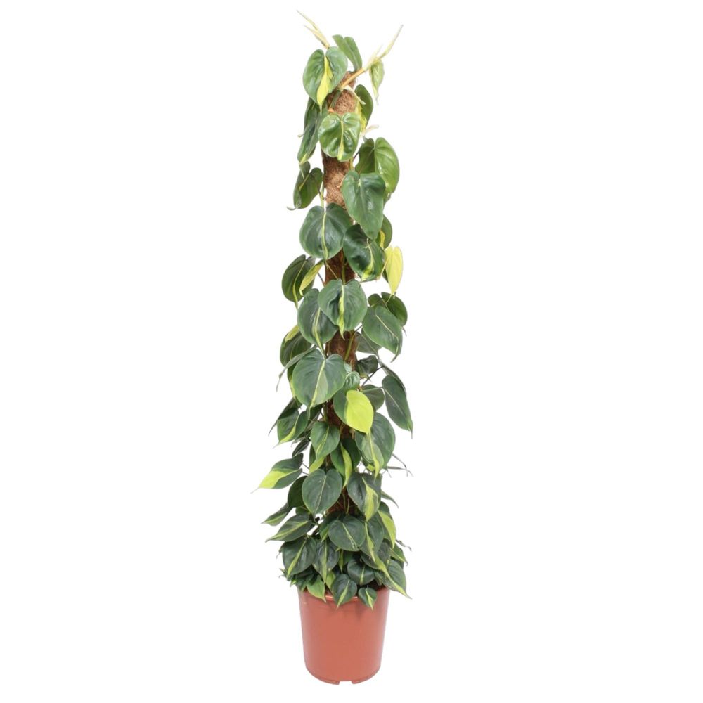 Philodendron green wonder - plantes d'intérieur