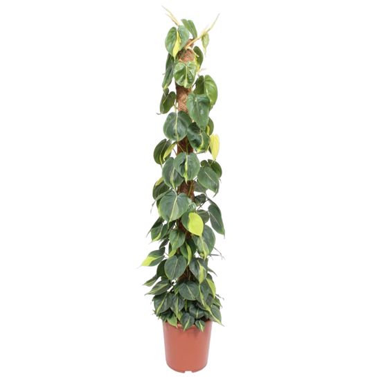 Philodendron green wonder - plantes d'intérieur