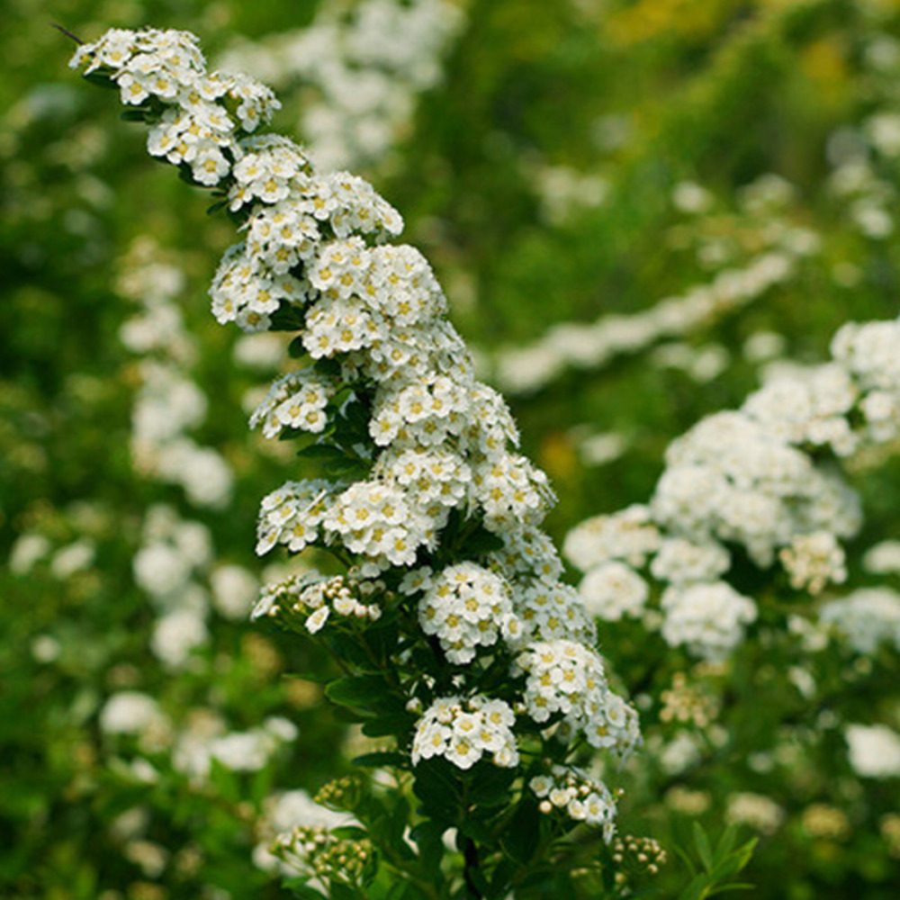 Spirée du japon 'snowmound' - spiraea nipponica 'snowmound' - 50-60 cm pot