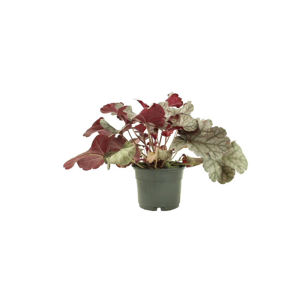 Heuchera collection pot 10,5 cm