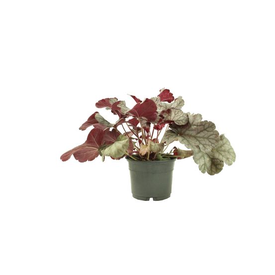 Heuchera collection pot 10,5 cm