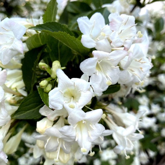 Weigela 'snowflake' godet de 8/9 cm