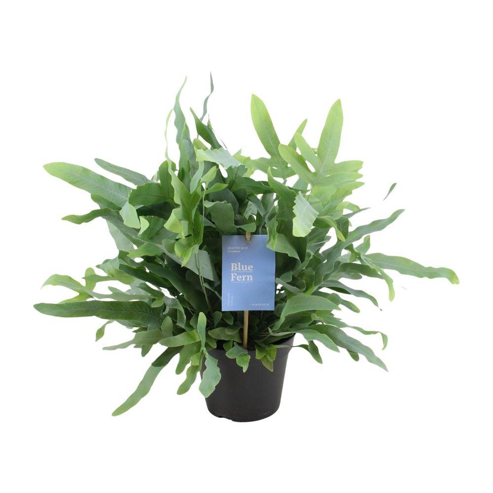 Phlebodium blue fern - ø14cm - ↕40cm - plantes d'intérieur
