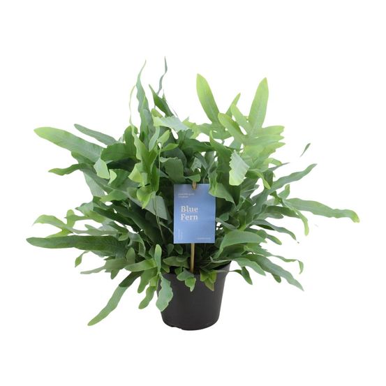 Phlebodium blue fern - ø14cm - ↕40cm - plantes d'intérieur