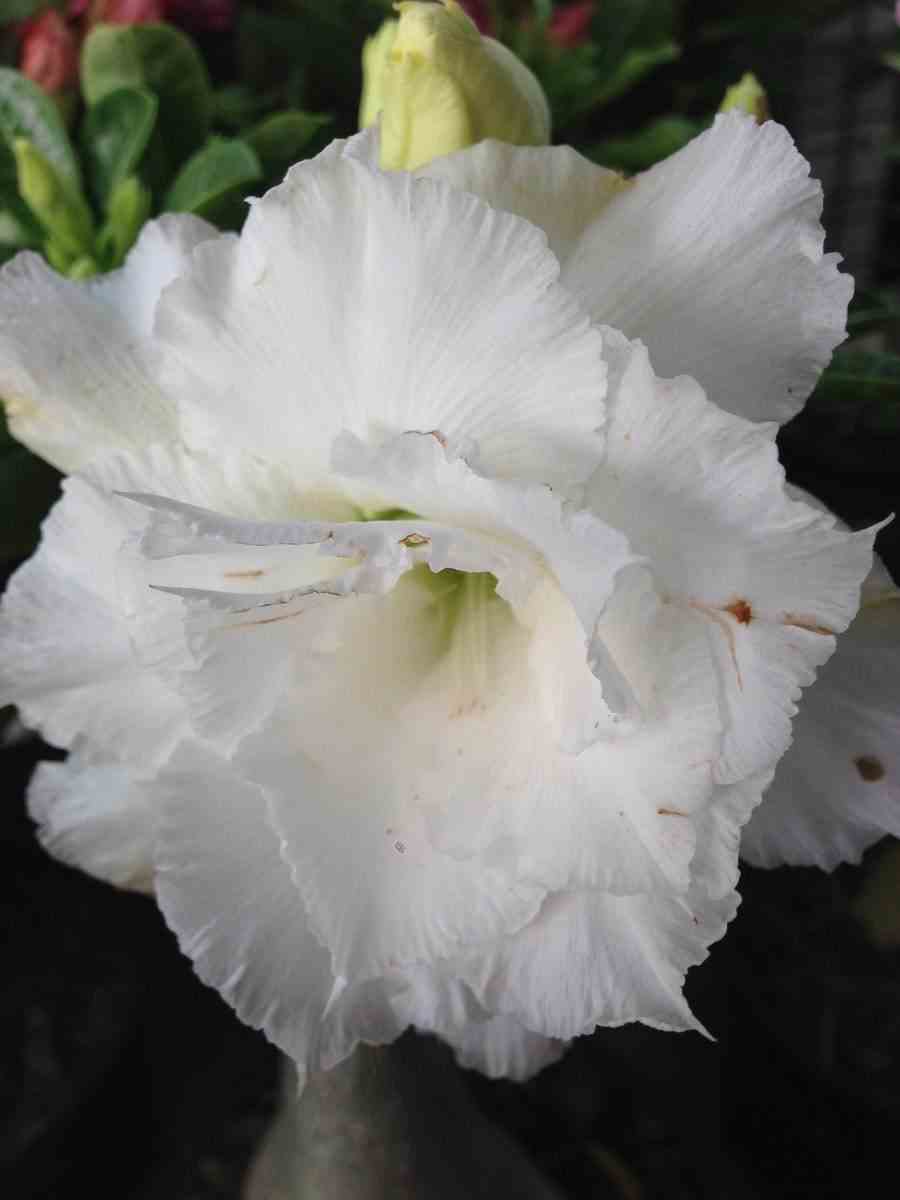 Adenium obesum cv.numchok white   blanc - taille caudex d'environ 2000g 25/30cm très gros caudex