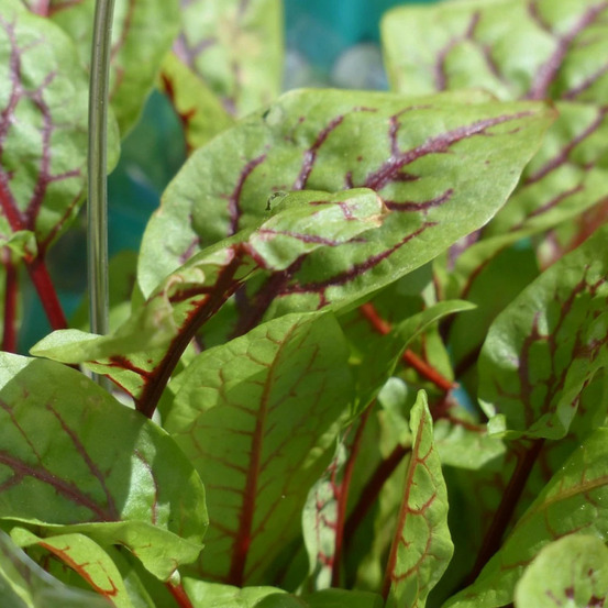 Oseille rouge - prêt à consommer pot de 1,5l - 20/50 cm