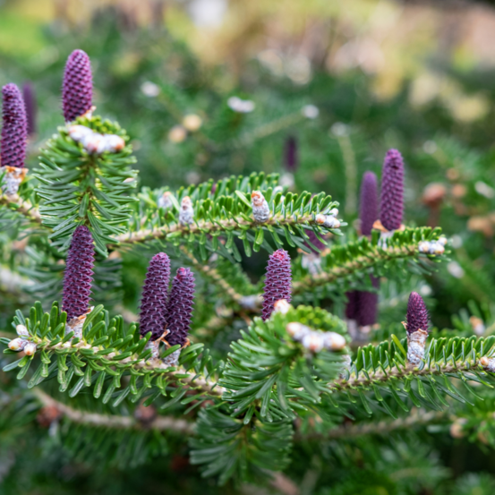 Sapin de corée blue emperor - abies koreana blue emperor 20/25 cm pot 2,5l