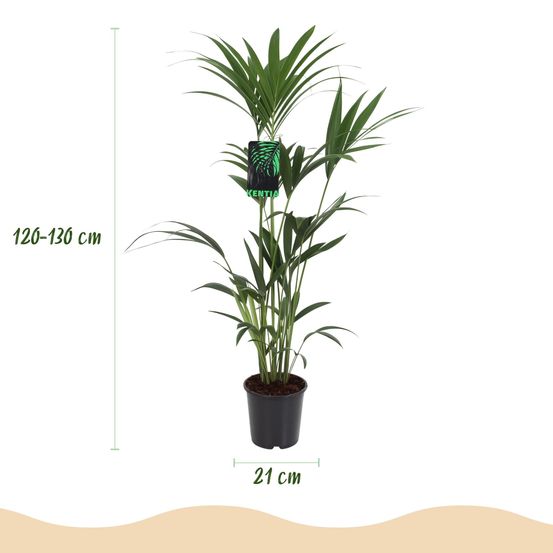 Howea forsteriana - palmier kentia - hauteur - h130 cm