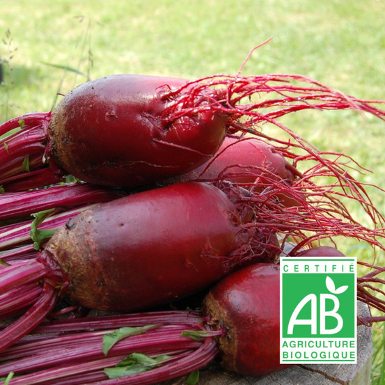 Graines de betterave cylindra - sans traitement - vilmorin sachet