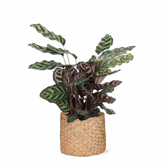 Calathea makoyana et son pot panier naturel - hauteur 70cm