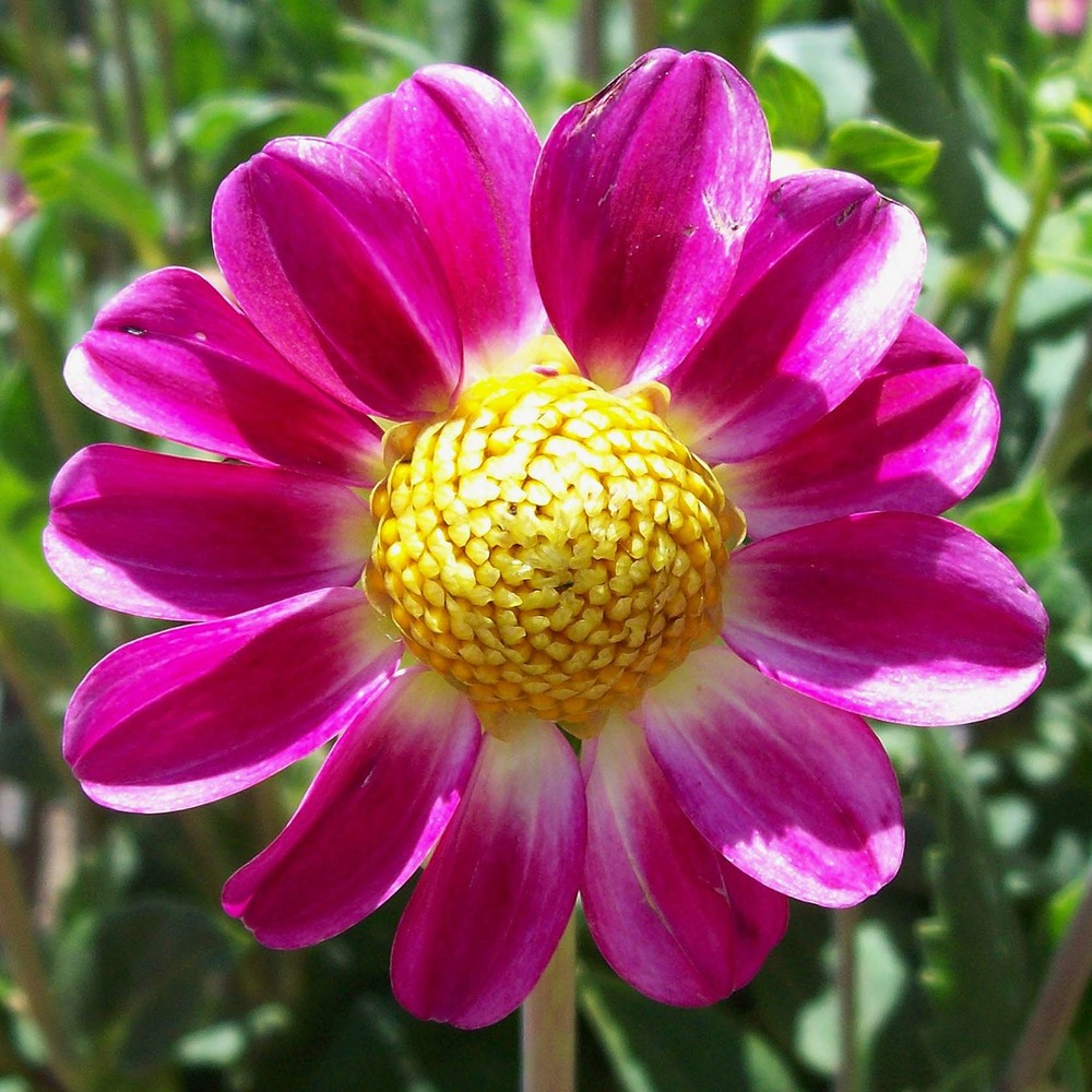 Dahlia nain simple 'topmix sweetheart' bulbe calibre i