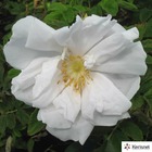 Rosa rugosa white perfection pot 3l