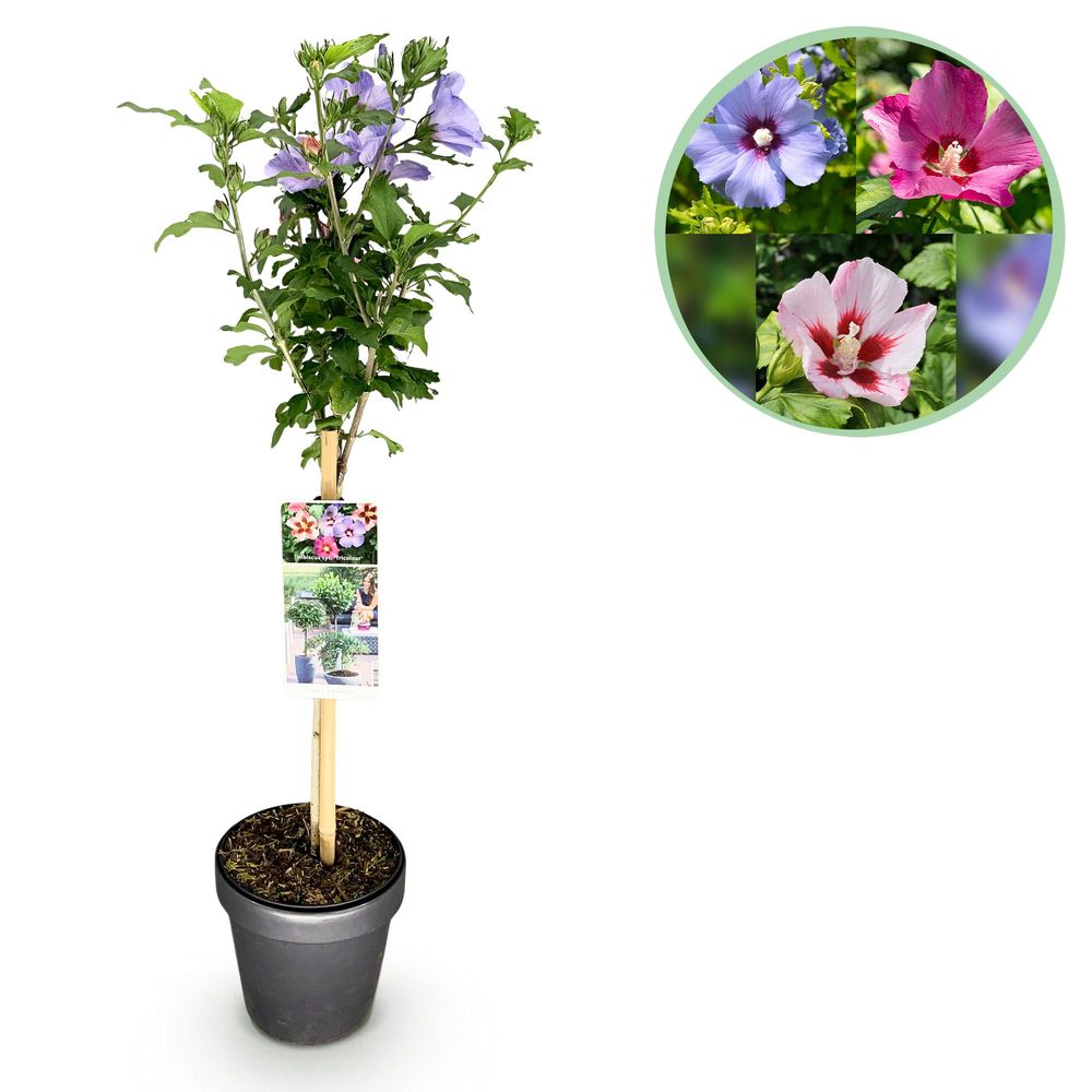 Hibiscus syriacus tricolour violettes - pot 19 cm - hauteur 90 cm