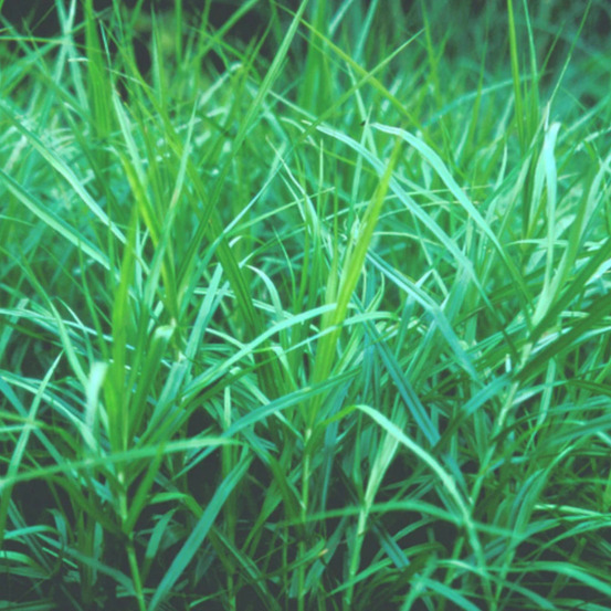 Laîche palmée godet - 5/20 cm