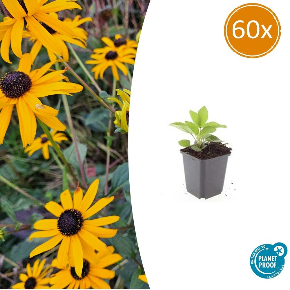 Rudbeckia 'goldsturm' x60 – entre 3,75 et 5m2
